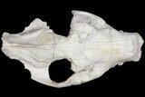 7.4" Oreodont (Merycoidodon) Partial Skull - Wyoming - #123184-3